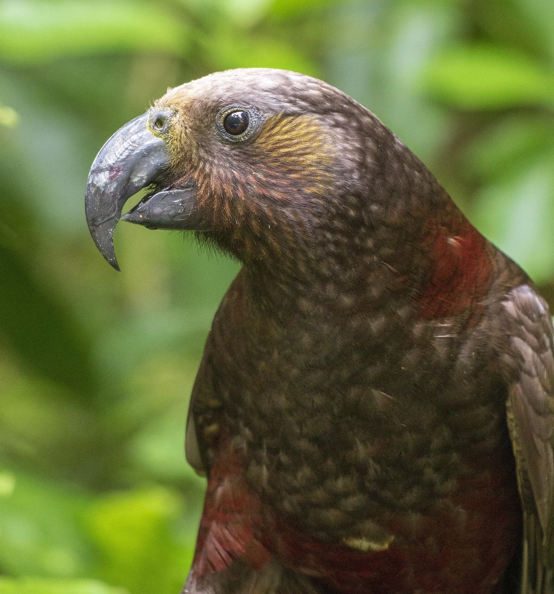 Technology, Trust and Taoka Species: Activating Halo’s FTP Network