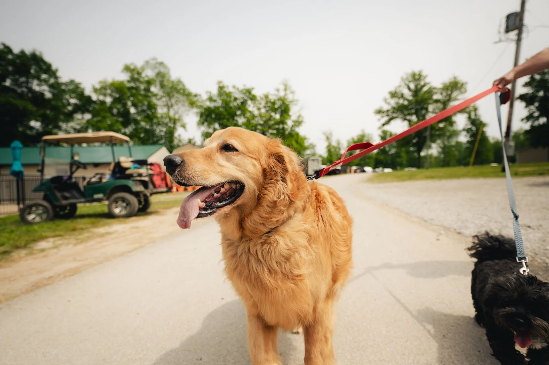 Golden retriever on a leash standing on a sidewalk with two dogs, one small black dog, and a in the background a golf cart, trees, and a fence.