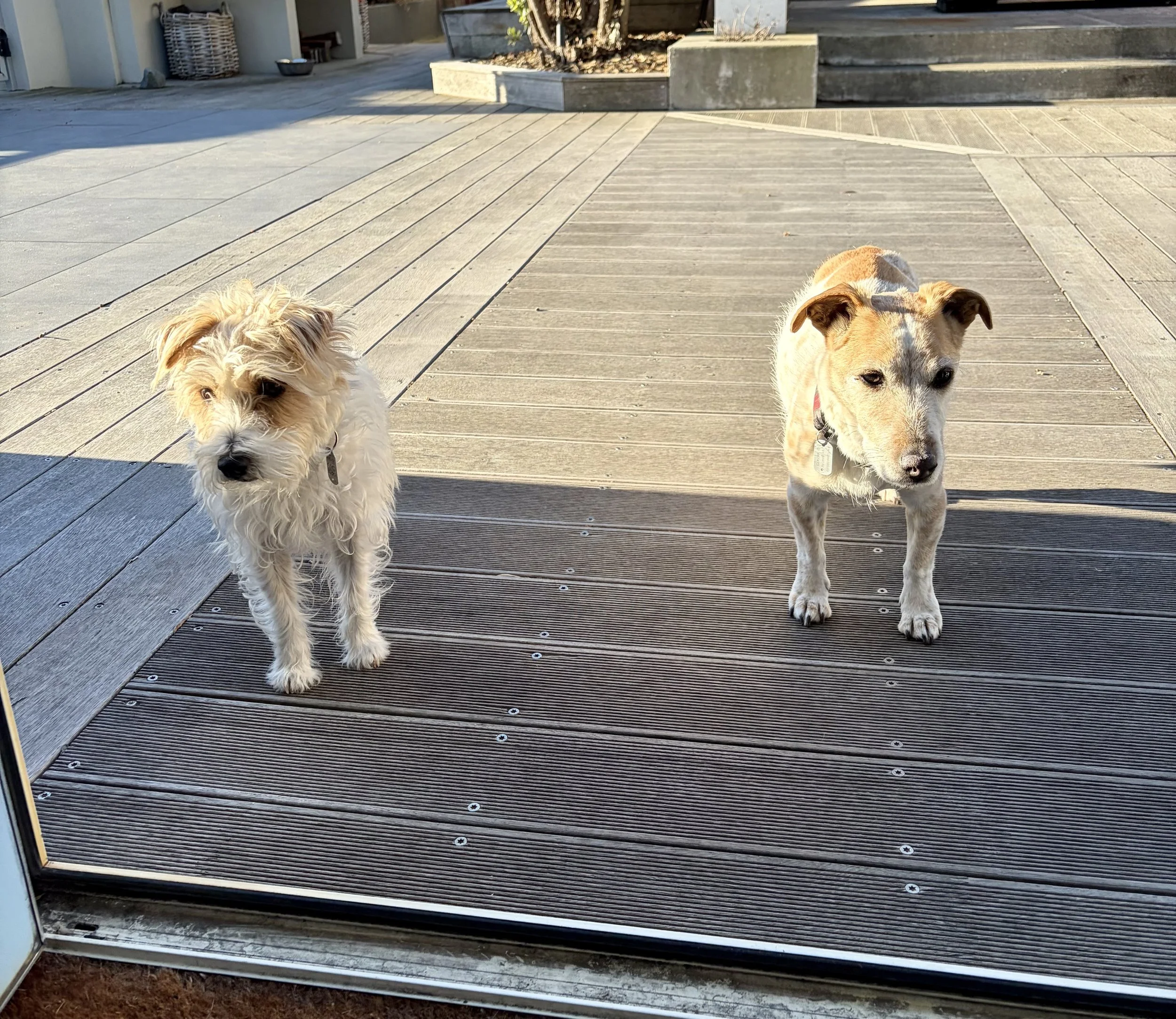 The same two Jack Russell terriers (Lulu on the left and Jack on the right) standing together in a garden on Jack's last day.