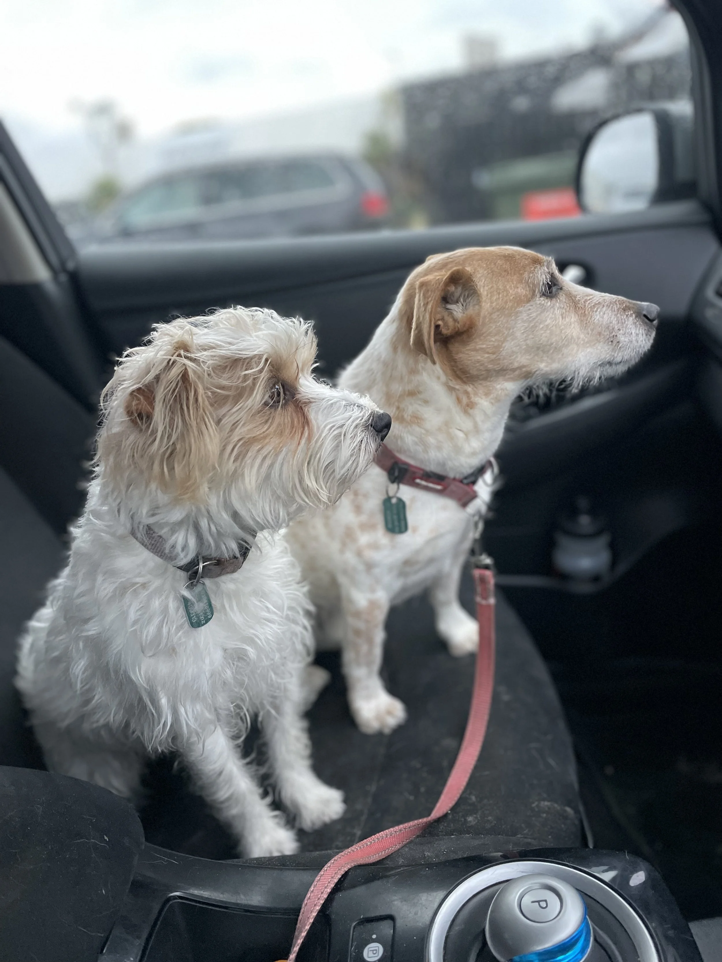 Two Jack Russell terriers sitting closely together in the front seat of a car