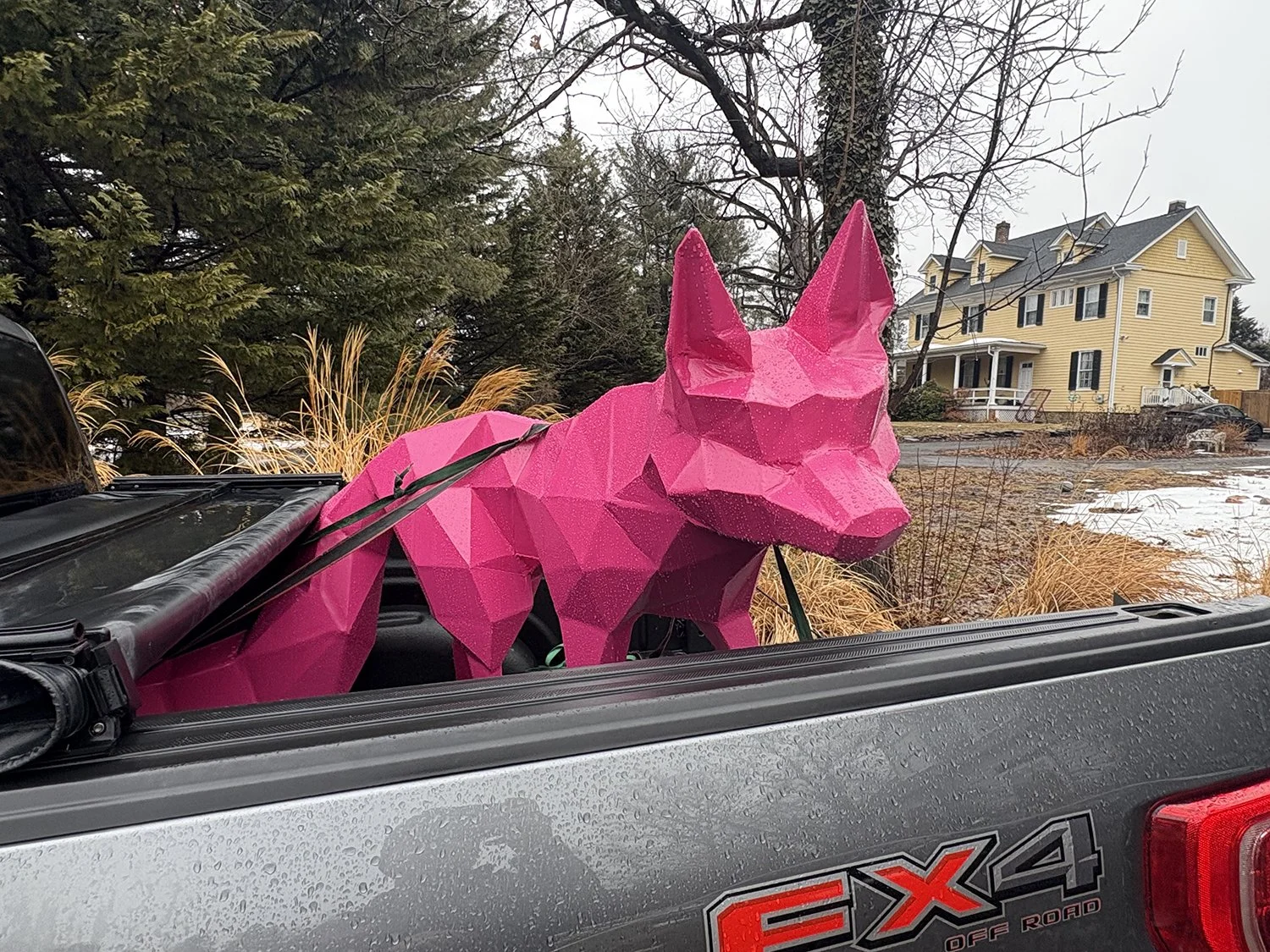 Freya the Fox going for a ride