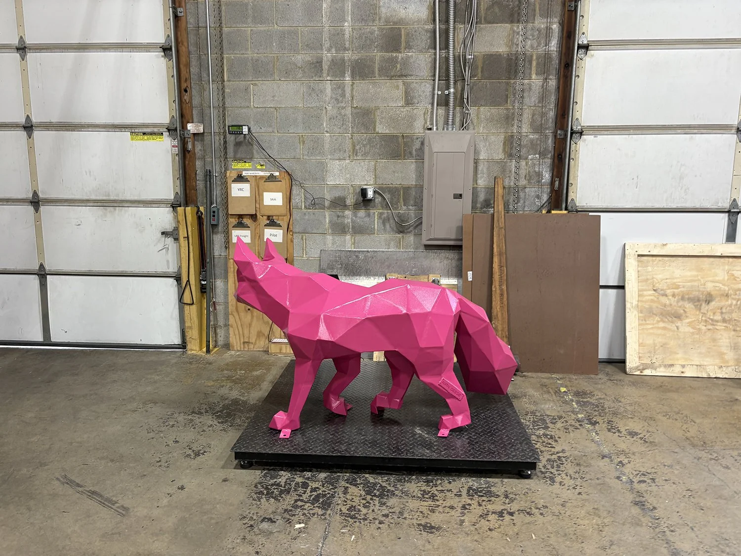 Freya the Fox getting weighed for shipment