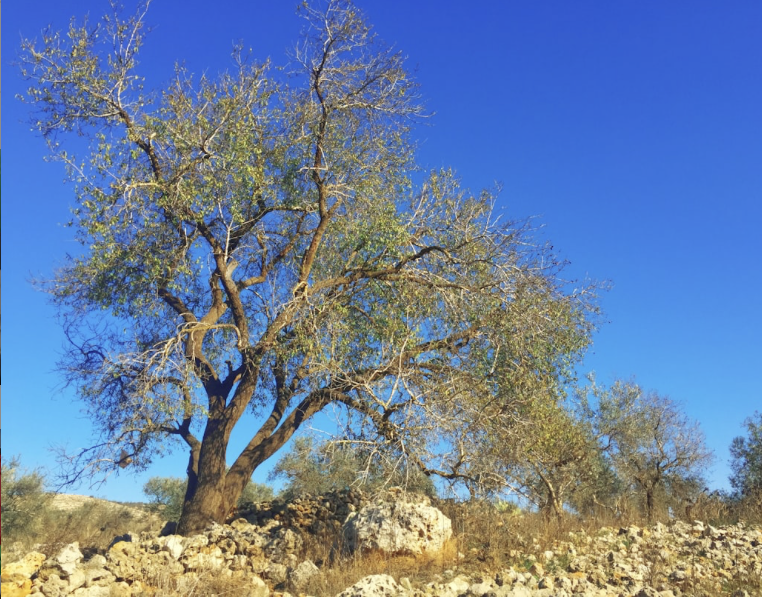 Screenshot 2026-03-07 at 5.05.07 PM.png (Copy)