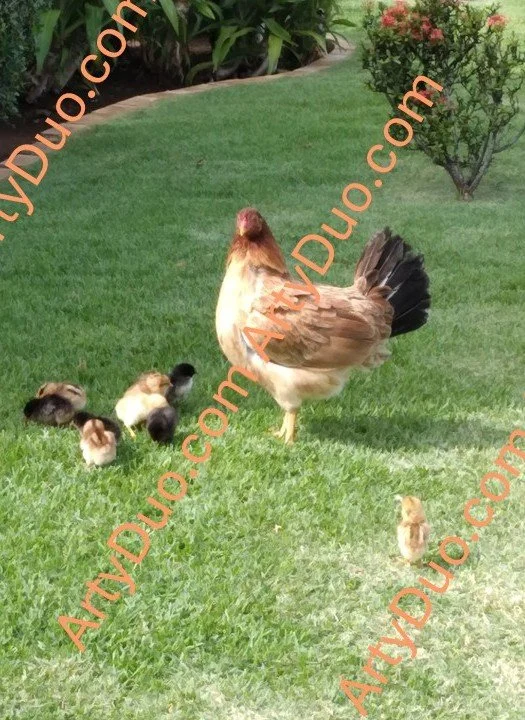 Chicken Little