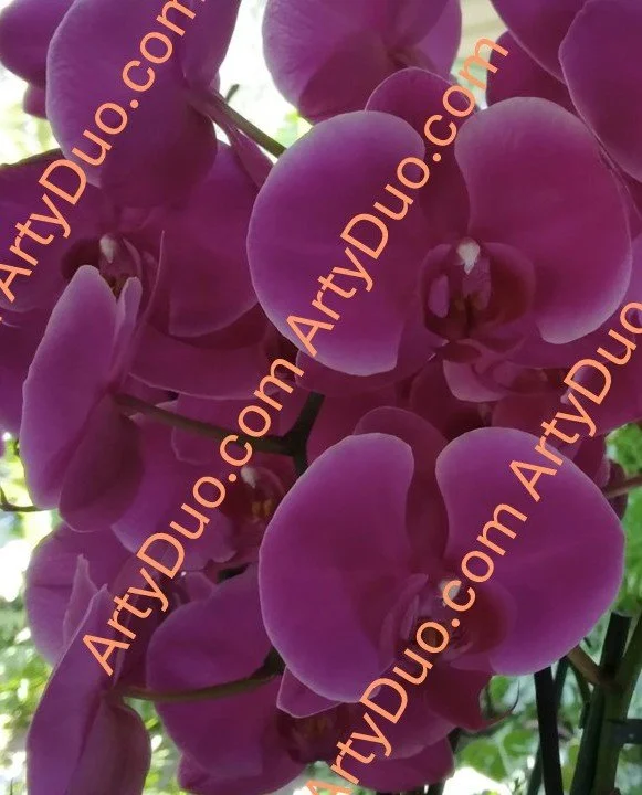 Orchids