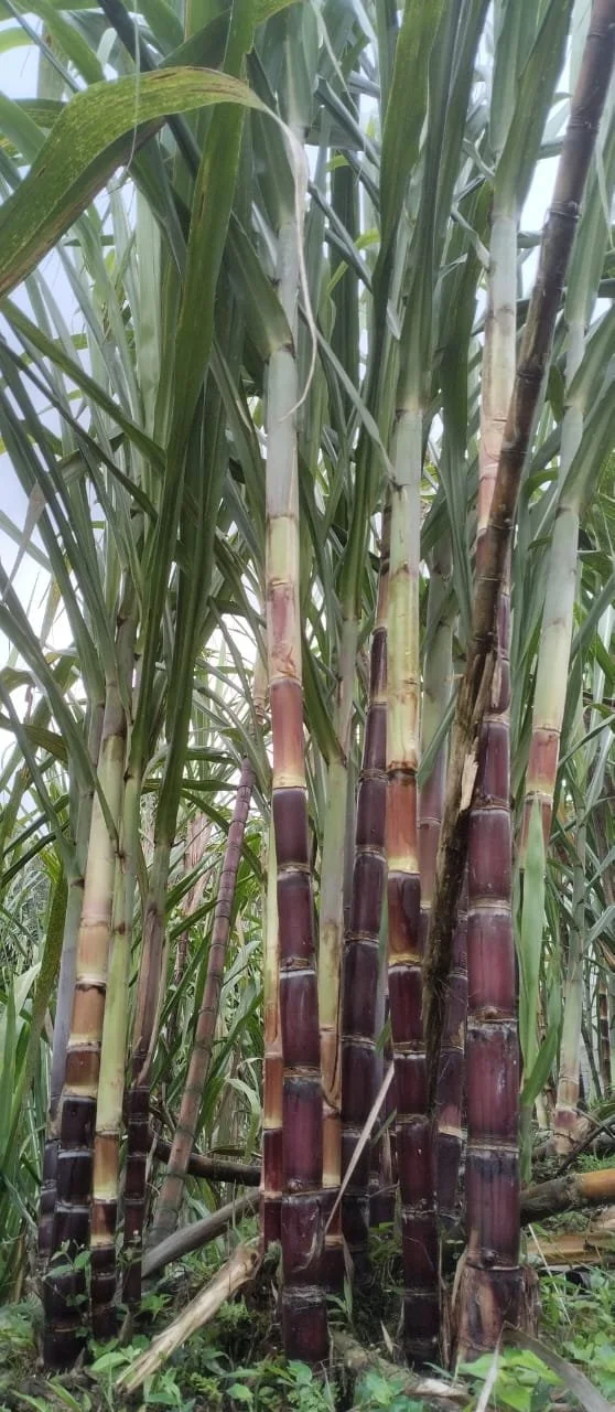 Cañaveral de azúcar con cañas altas y hojas verdes.