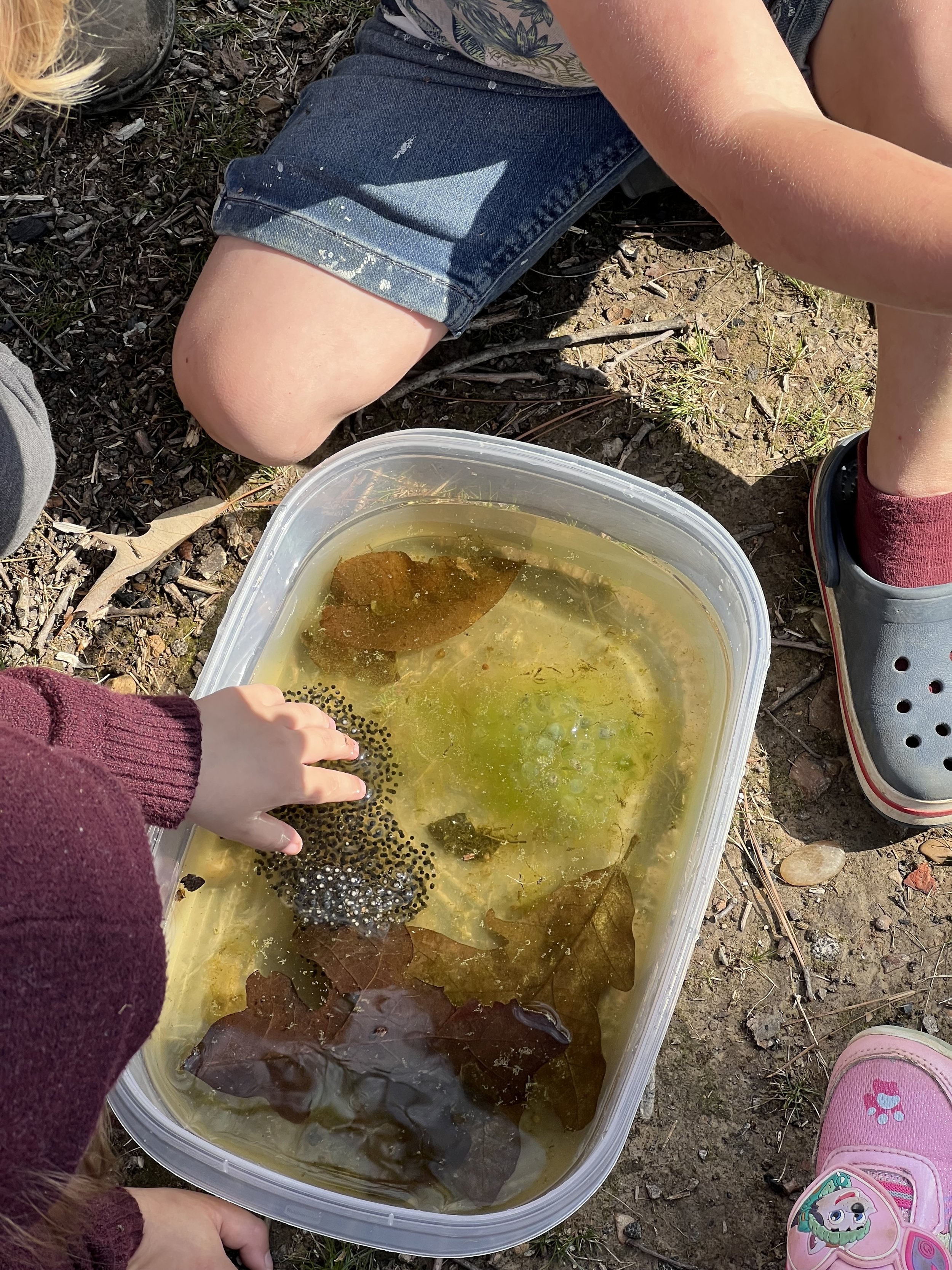 Children examining frog eggs in a plastic container filled with water and frog eggs outdoors.
