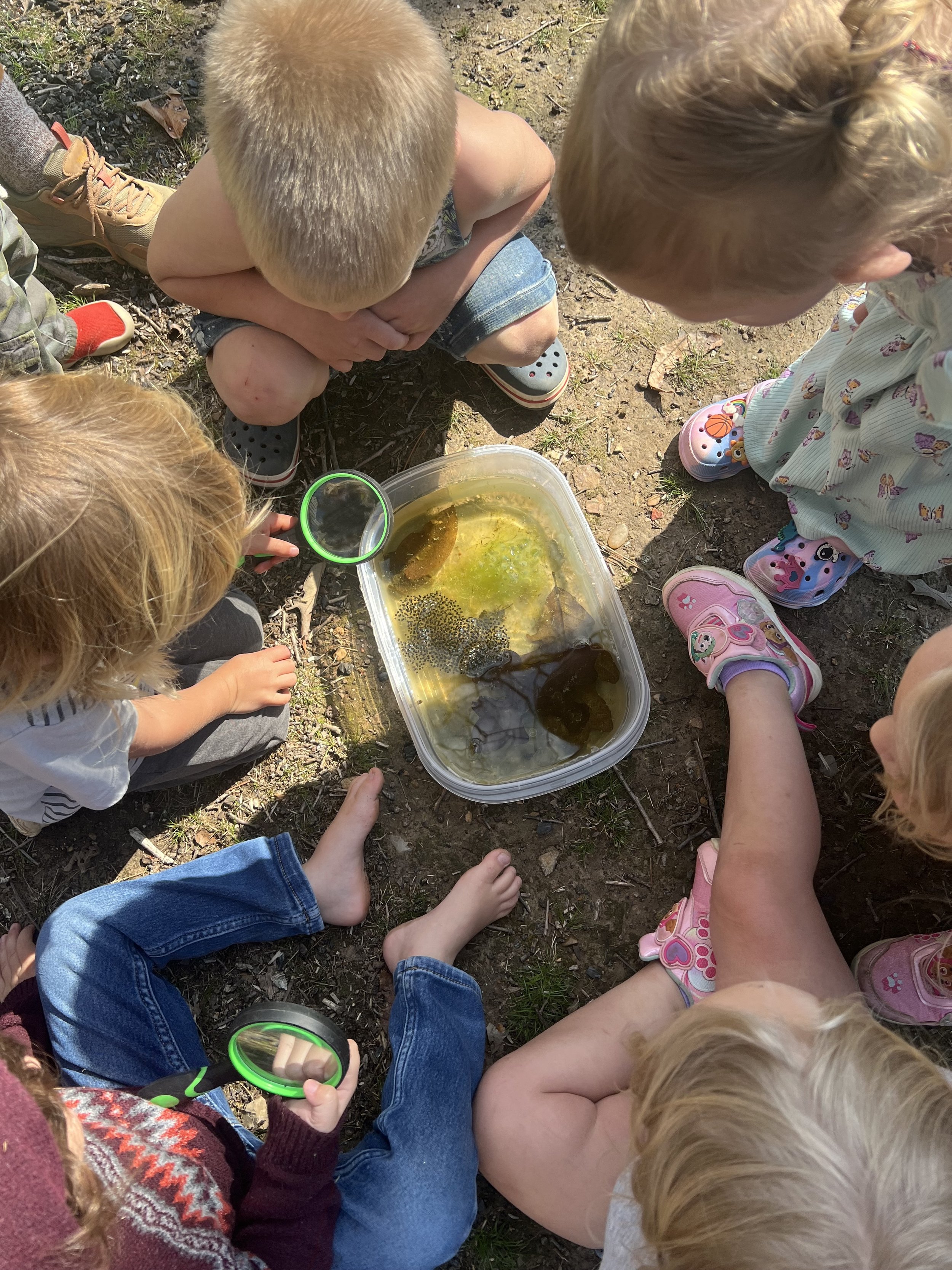 Children gathered around a plastic container with water and tadpoles, observing with magnifying glasses.