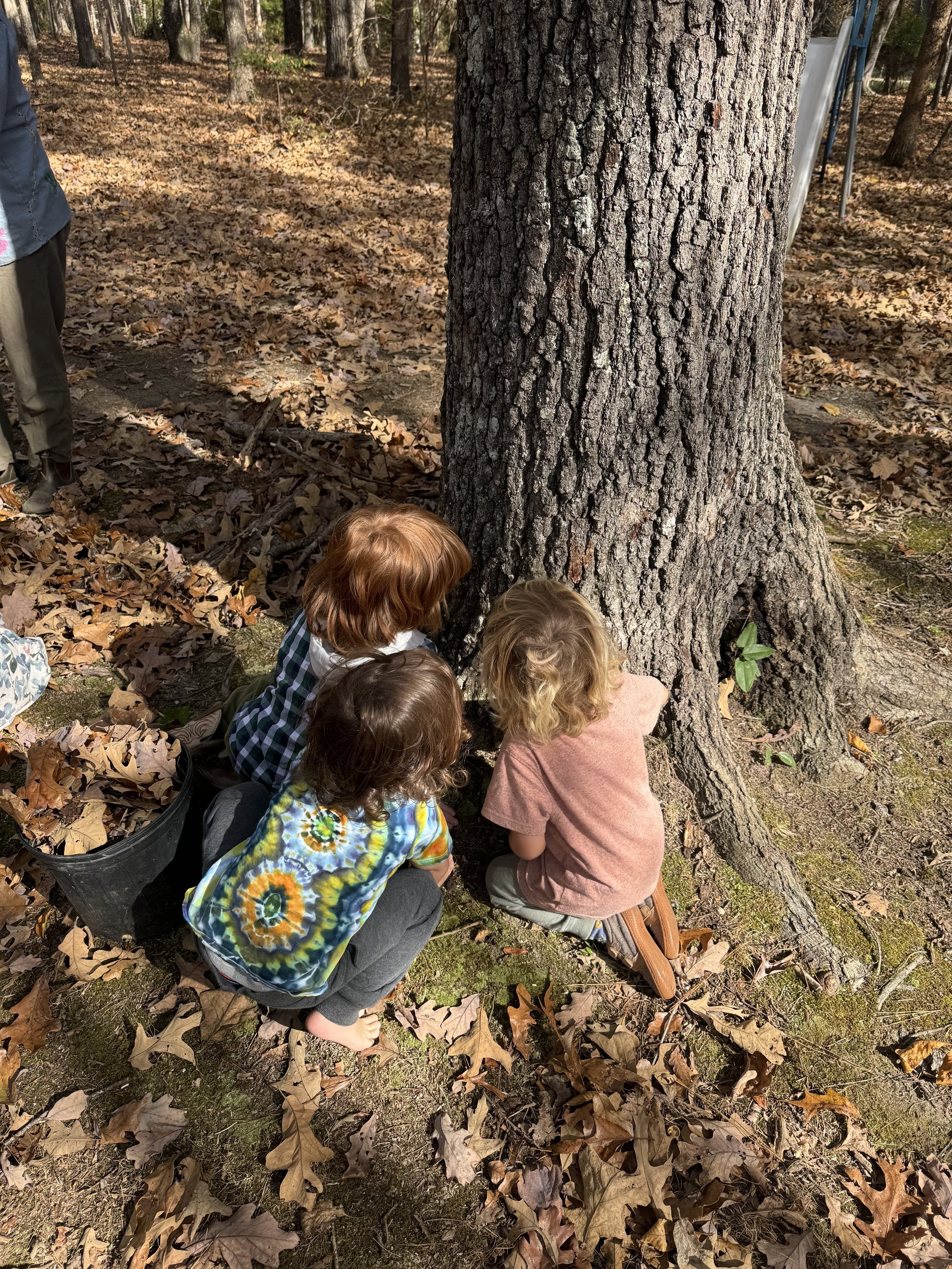 Three children crouching at the base of a large tree trunk in a forest, surrounded by fallen leaves.