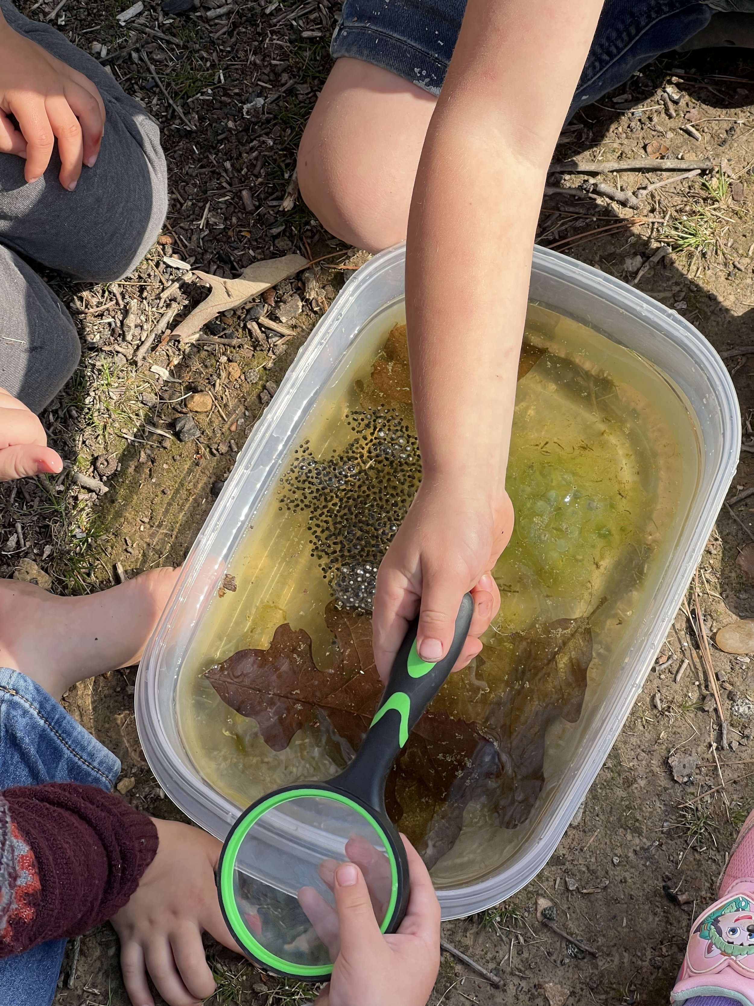 Children examining a container of water with frog eggs and leaves using a magnifying glass.