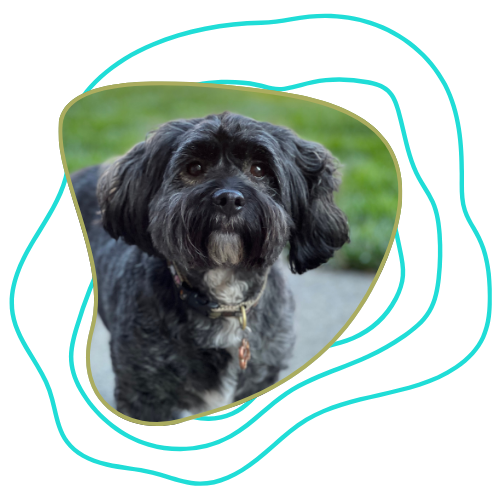 A small black and gray dog with floppy ears and a collar, standing outdoors on grass.