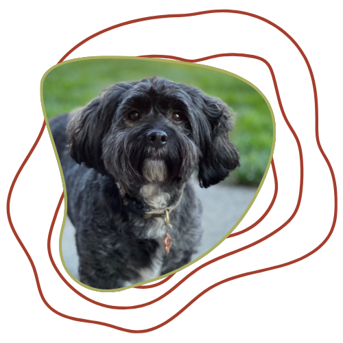 A small black and gray dog with floppy ears and a collar, standing outdoors on grass.