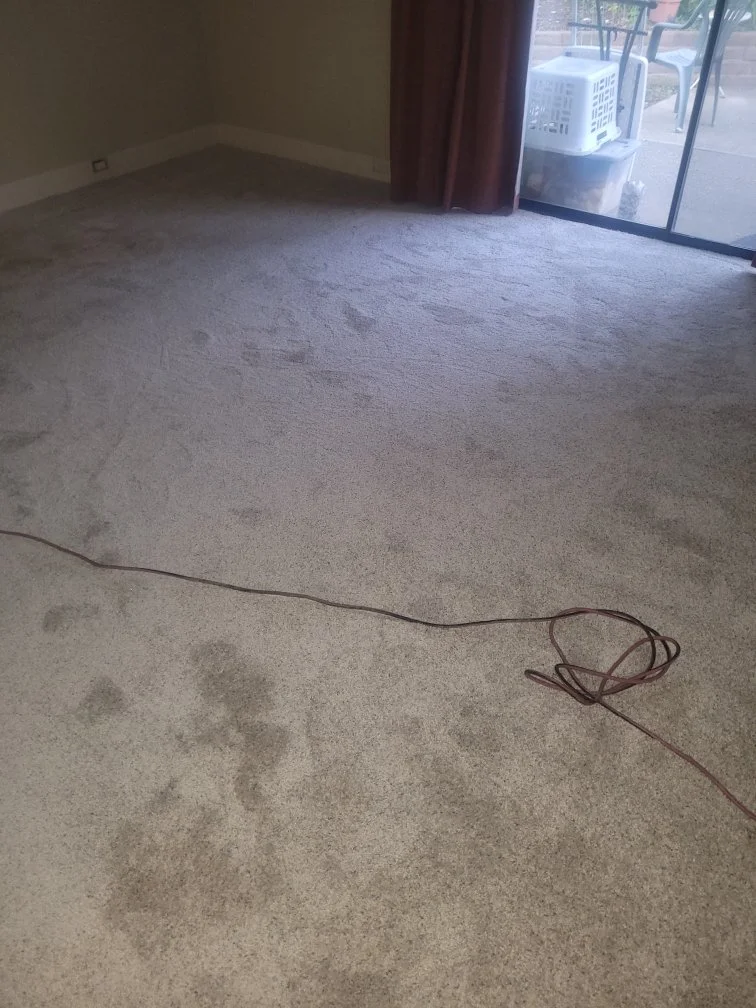 Empty living room with beige carpet, a sliding glass door, and visible footprints and marks on the carpet.
