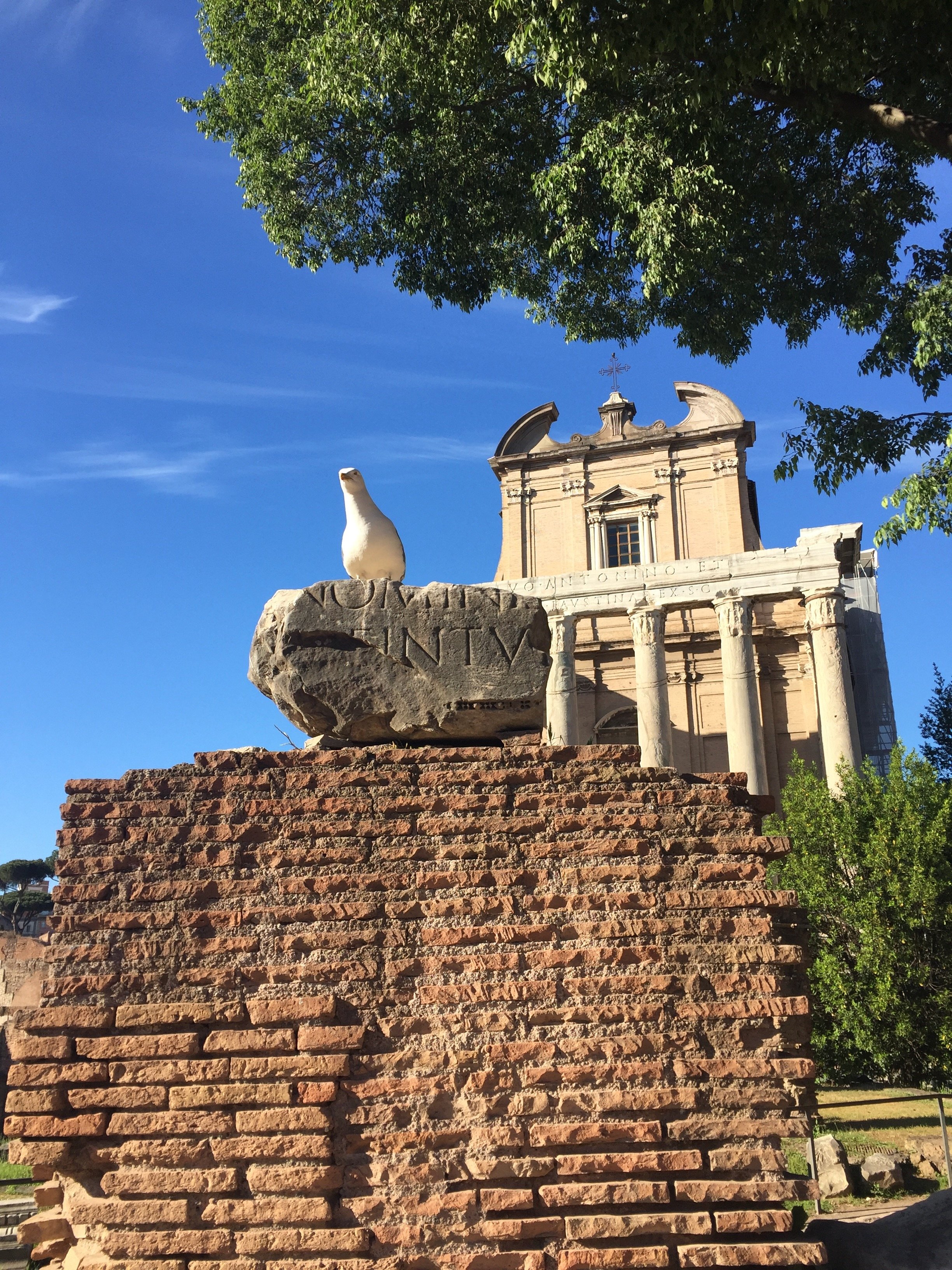 Ancient Roman ruins with a bird perched on a stone, a historic structure with columns in the background, and trees under a clear blue sky.