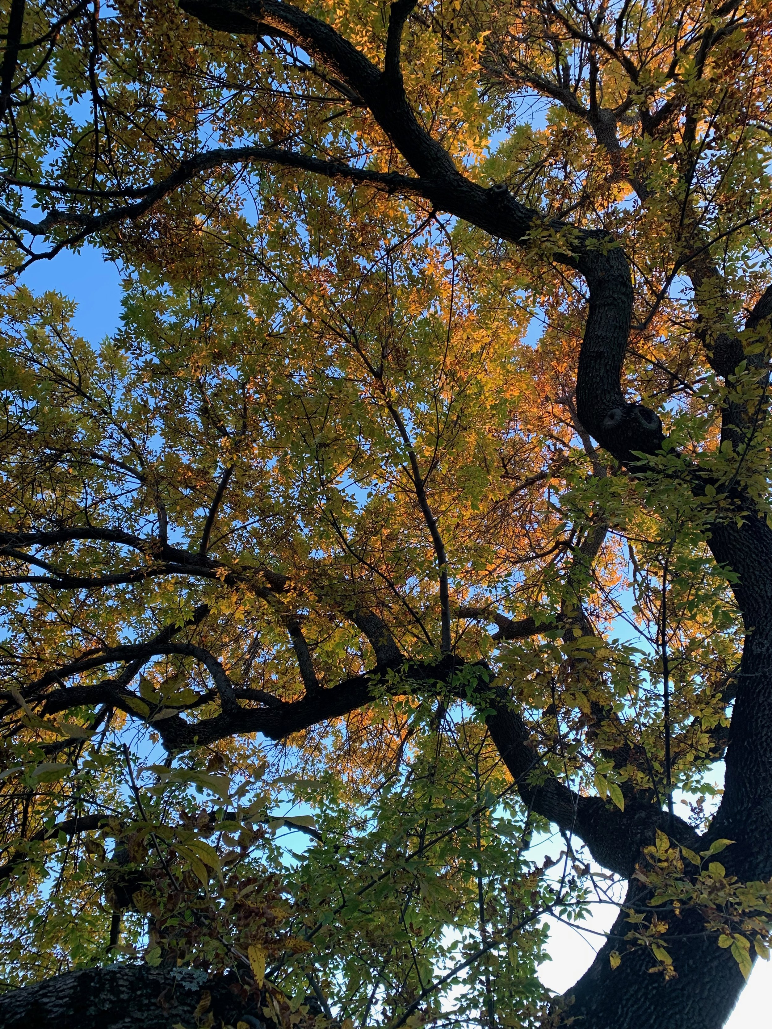 Looking up at a tree canopy with autumn leaves against a blue sky.