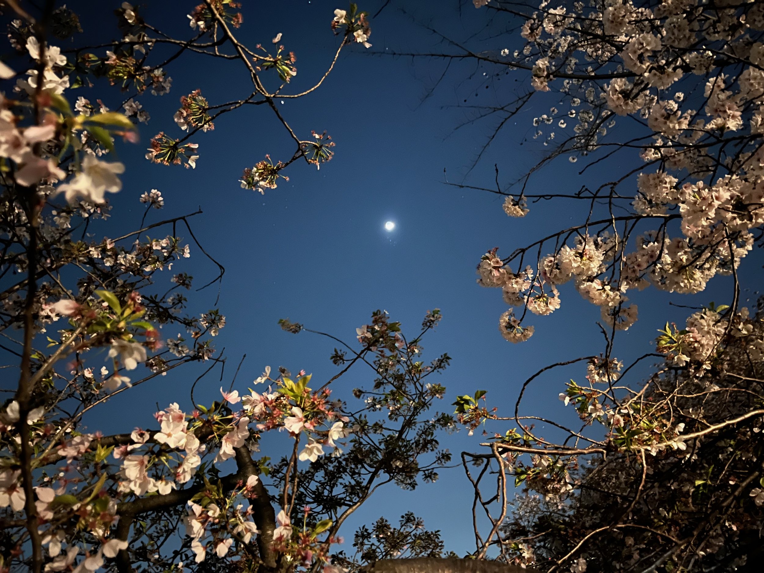 Full moon in a clear night sky surrounded by cherry blossom branches.