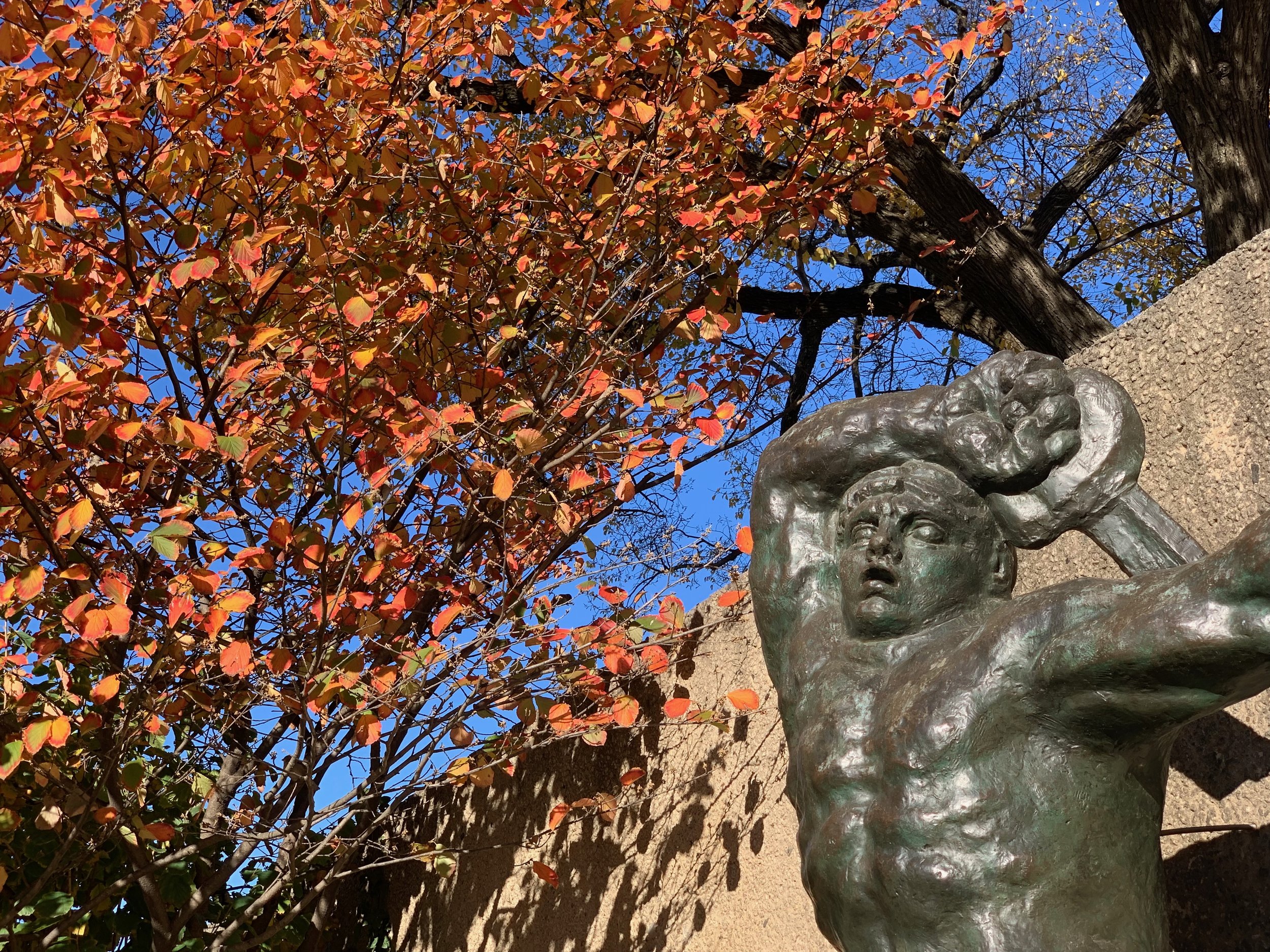 Bronze statue of a muscular figure holding an object above its head next to a tree with orange and yellow leaves on a sunny day.