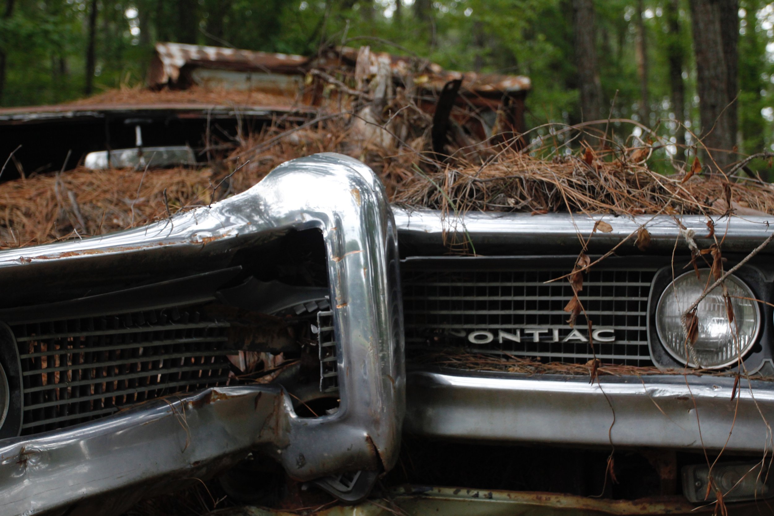 Close-up of an old, abandoned car with a rusted Pontiac grille covered in pine needles.