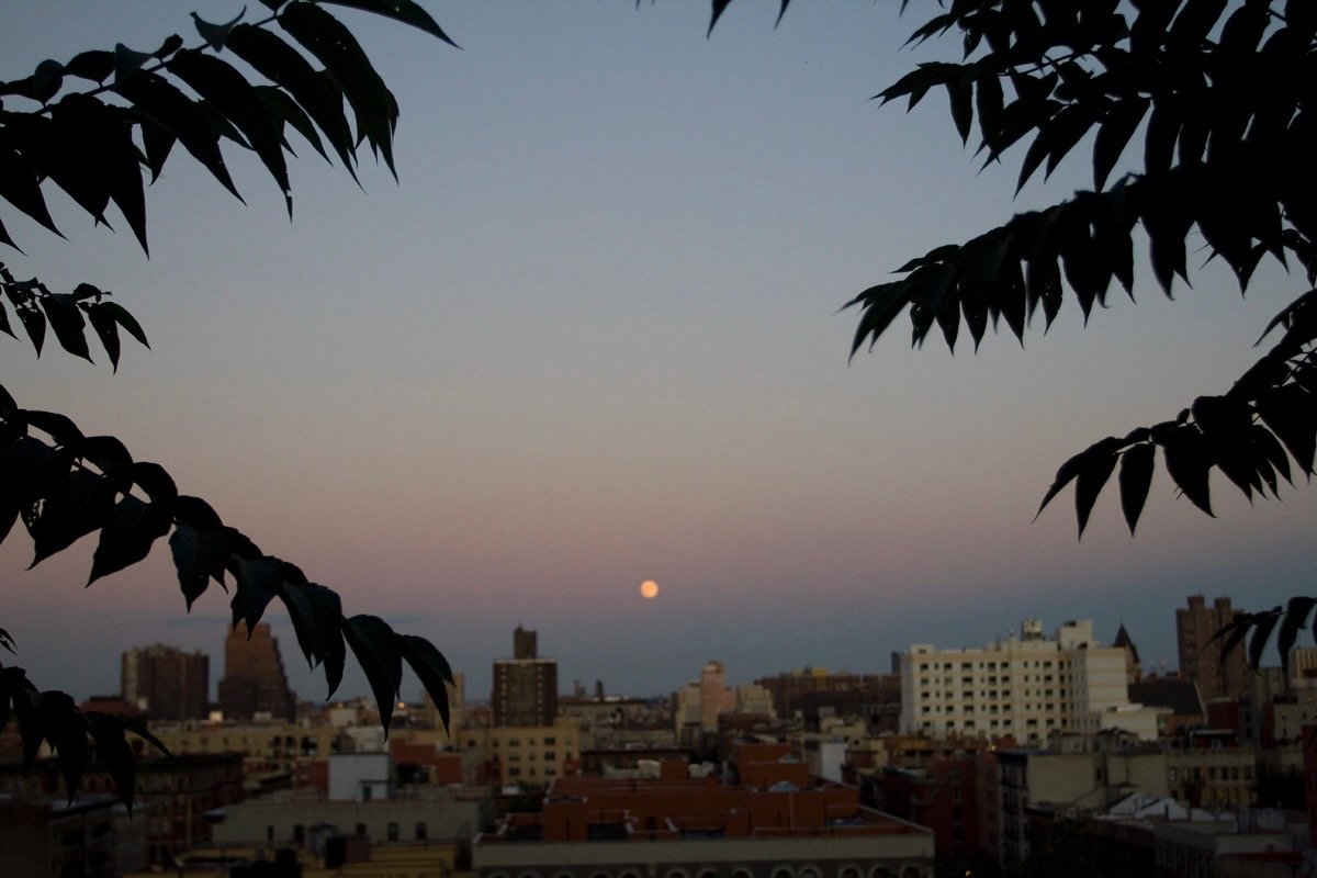 Moon between the trees.jpeg