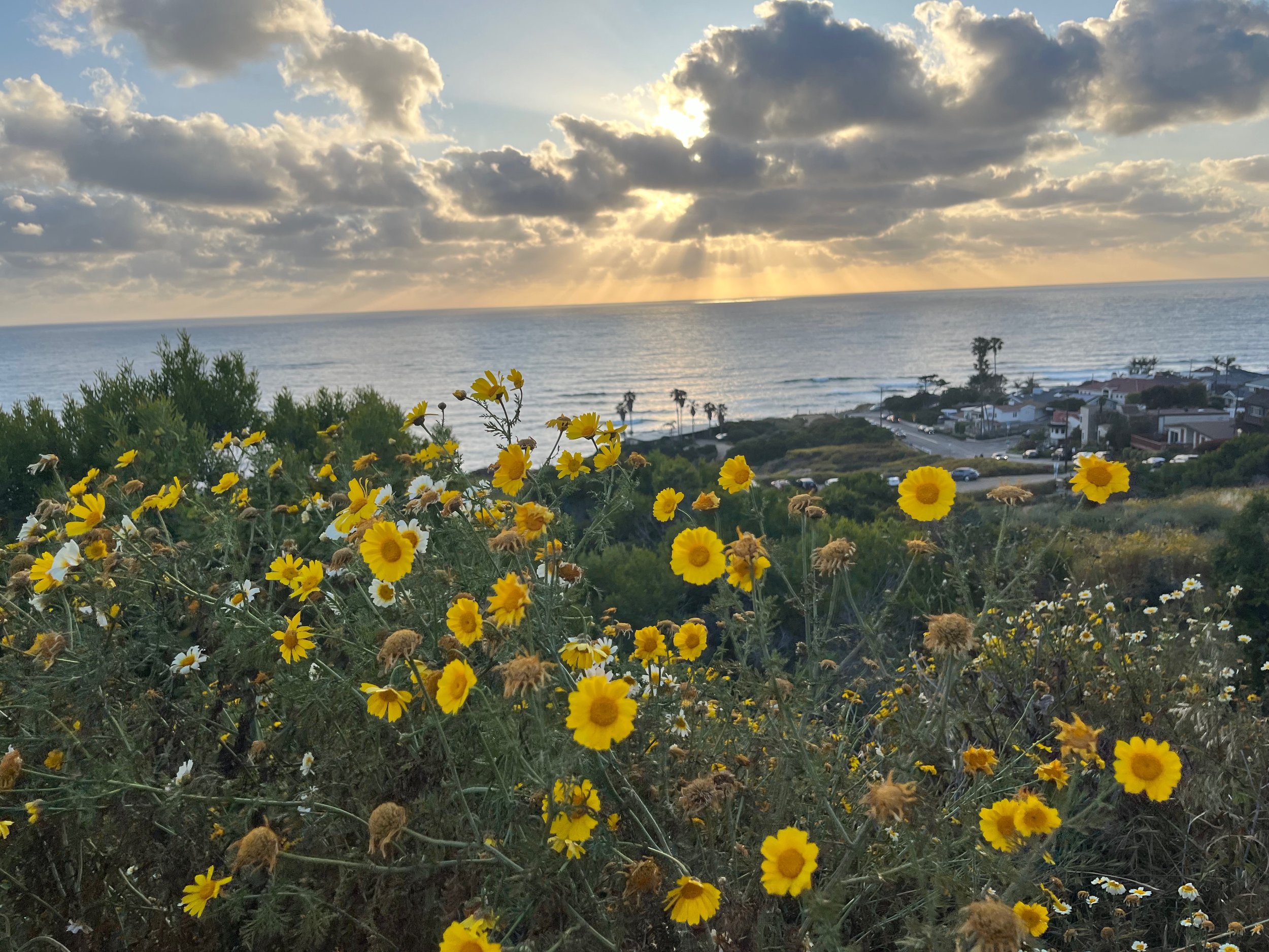 Scenic coastal landscape with yellow and white flowers in the foreground, a view of the ocean with gentle waves, scattered coastal homes, and a partially cloudy sky with sunlight streaming through.