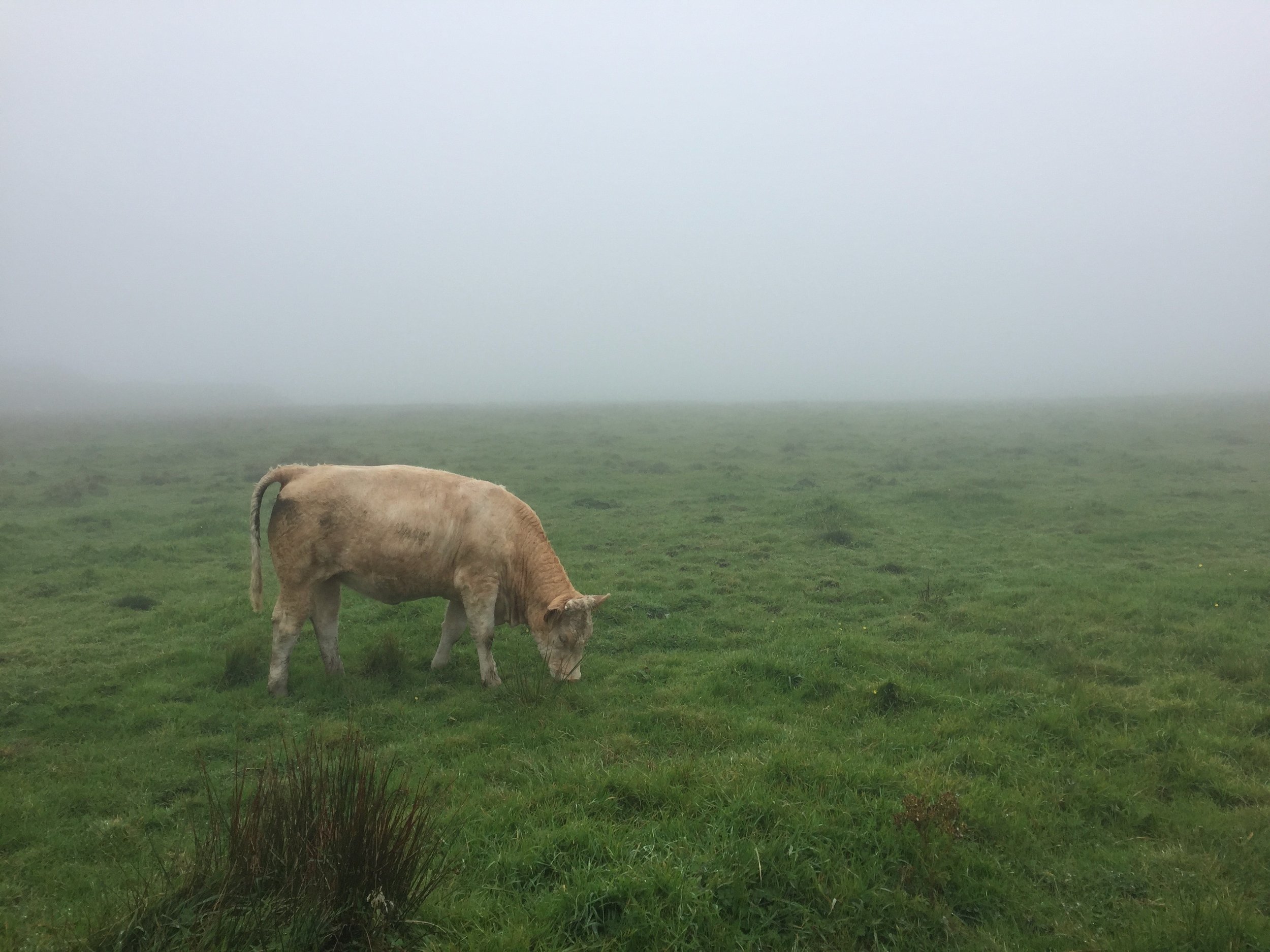 Cow grazing in a foggy field.