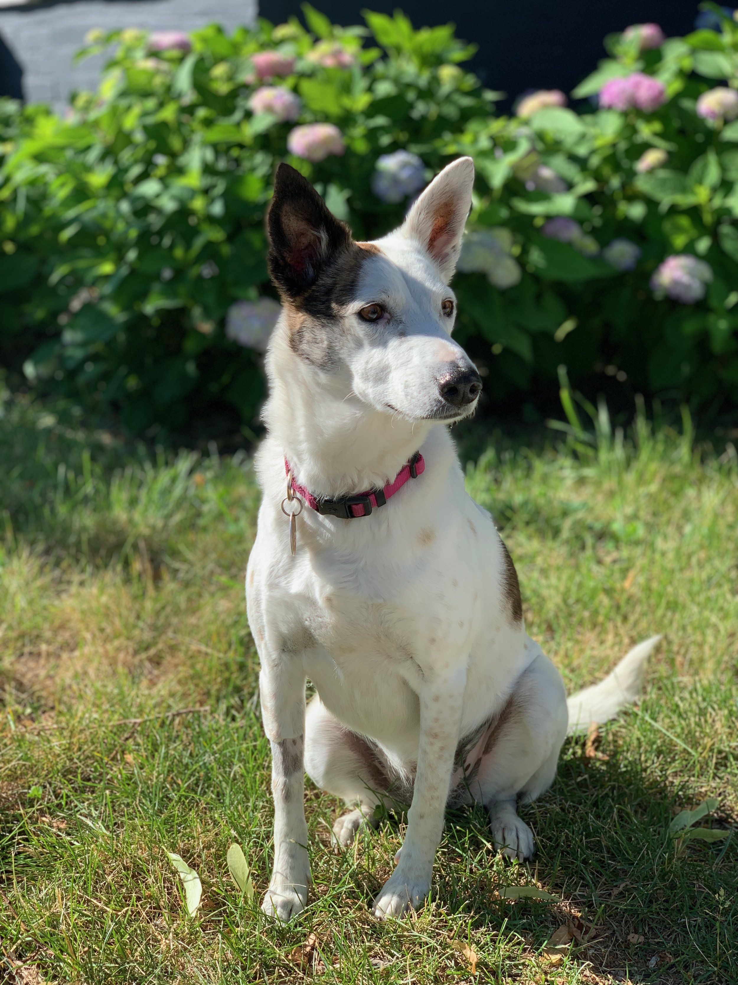 A white and brown dog with a pink collar sitting on grass in front of green bushes with blooming hydrangeas.