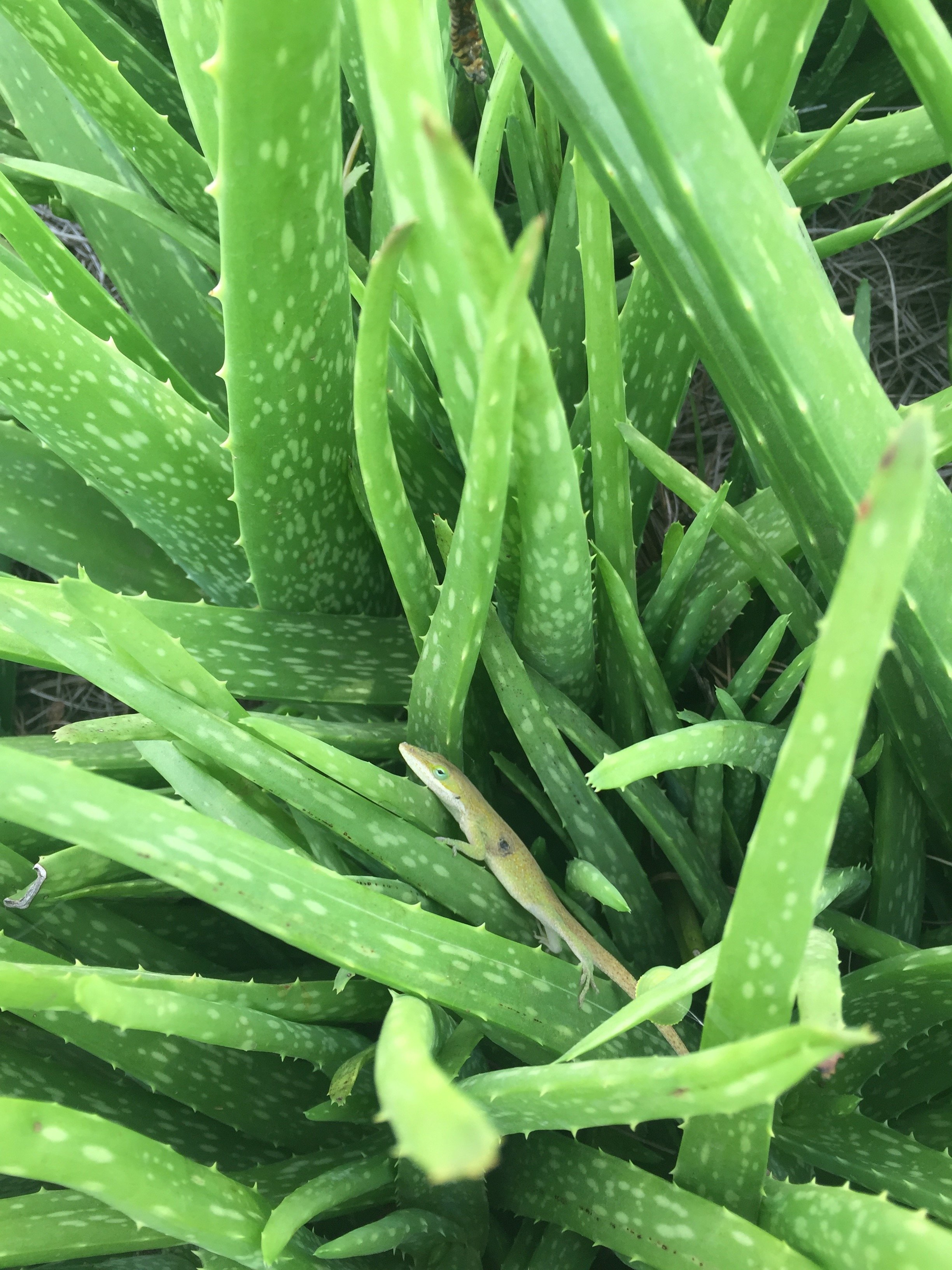 Green lizard on aloe vera leaves