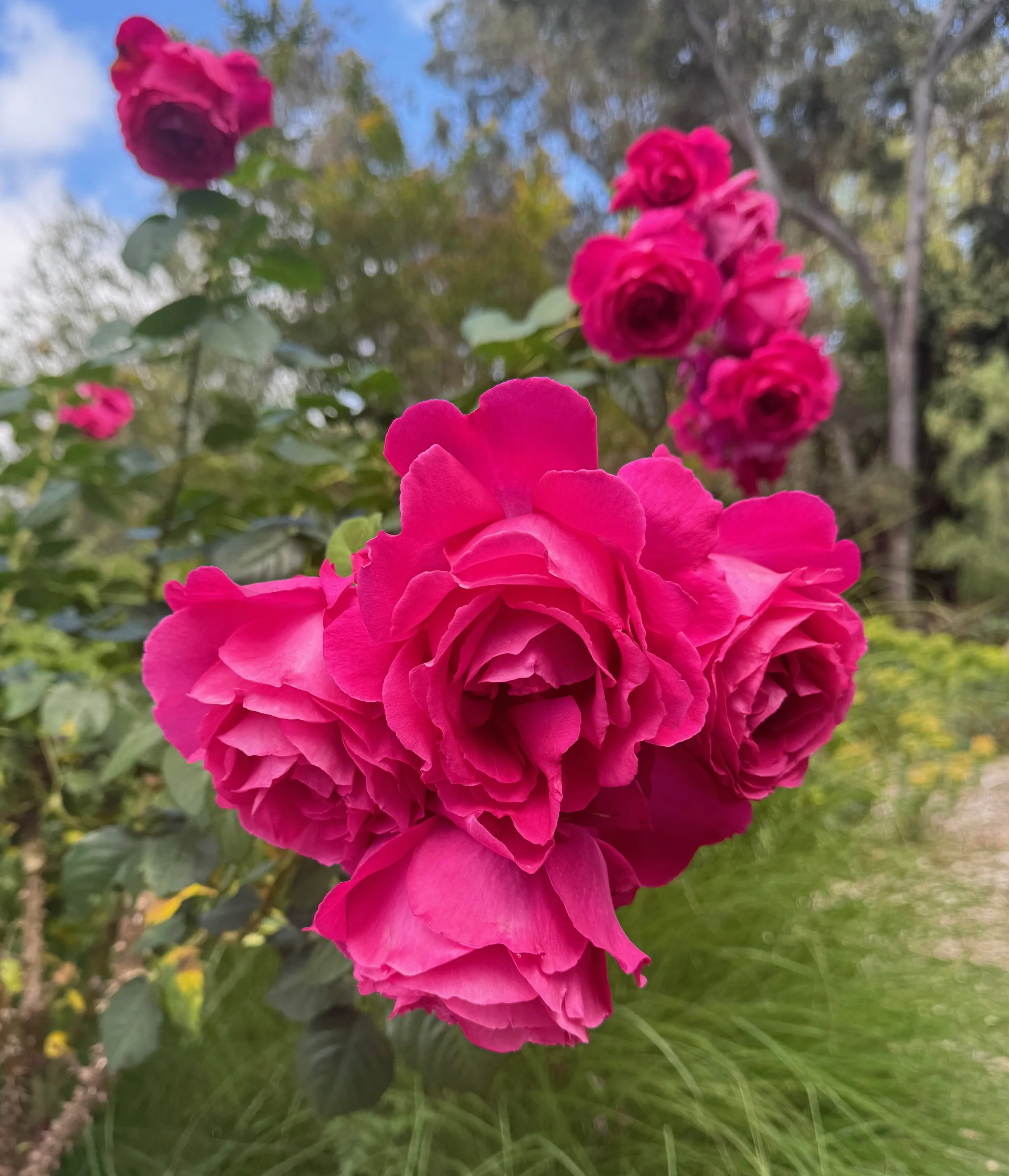 Close-up of vibrant pink roses blooming in a garden with green foliage and a blue sky in the background representing renewed life in aging.