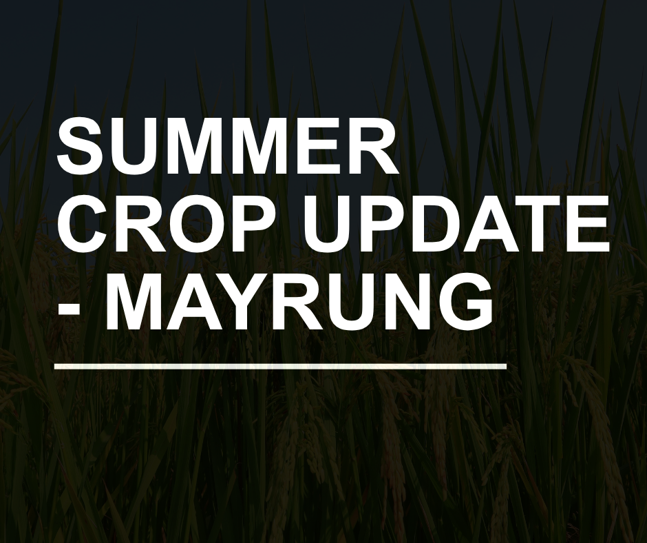 Murray Local Land Services - Summer crop update - Mayrung