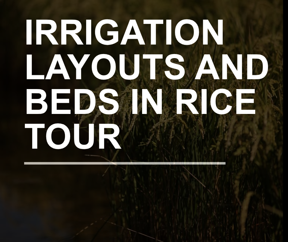 Irrigation Layouts and Beds in Rice Farming Systems Tour
