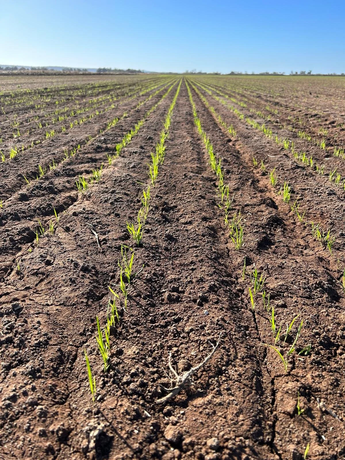 Young green plants sprouting in rows on a farm field under a clear blue sky.