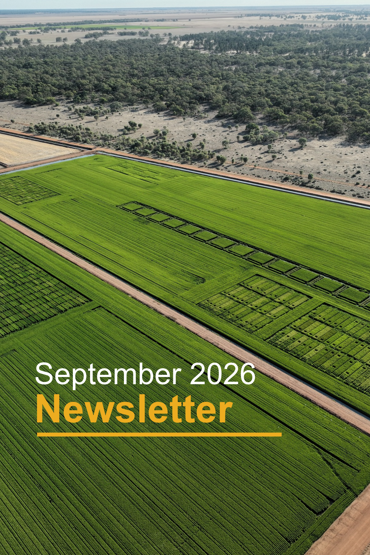 Rice Extension September Newsletter