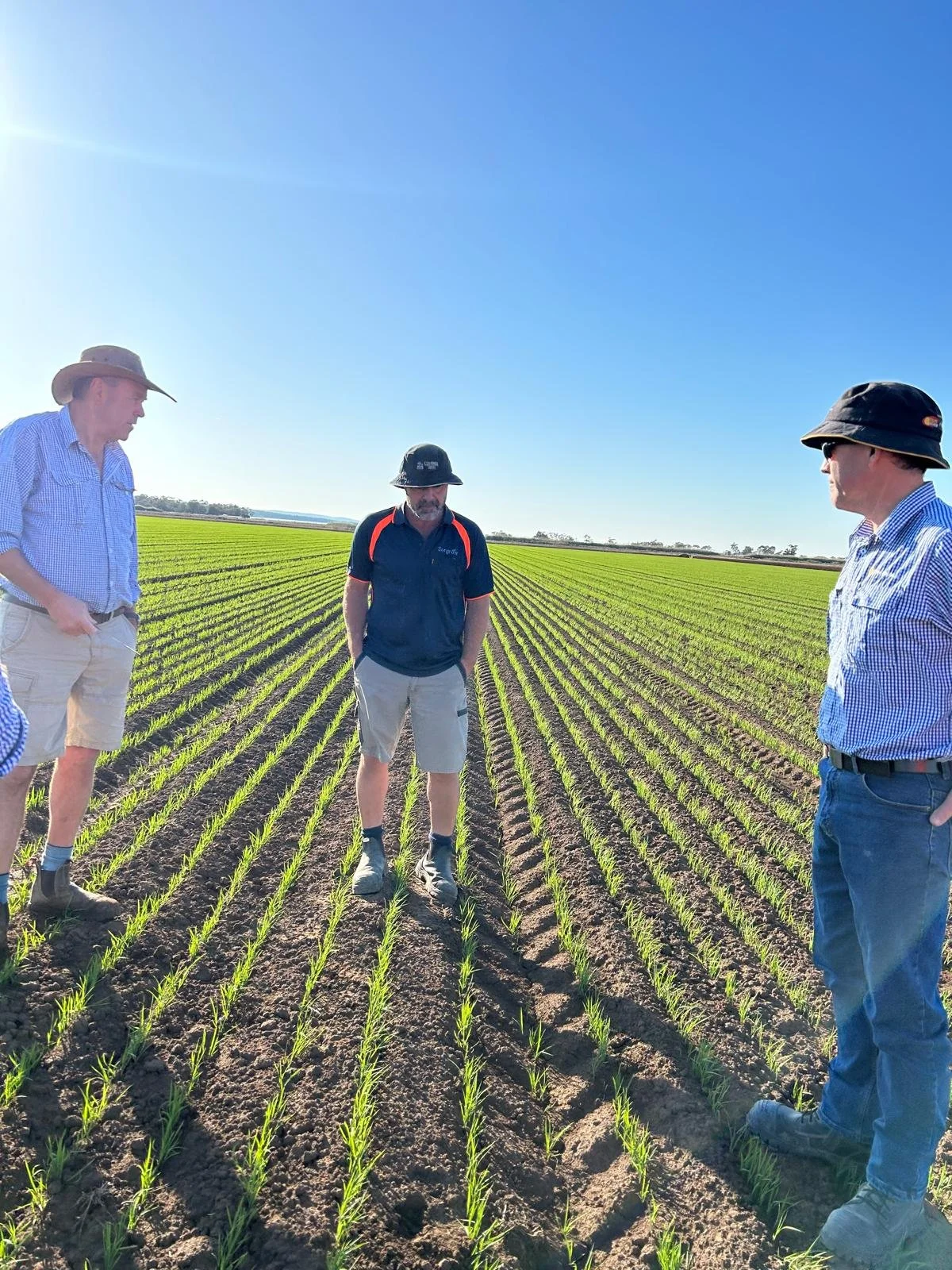 Three men standing in a Riverina field of young green rice crops on a sunny day, wearing hats and casual clothing, engaging in discussion about the crops.