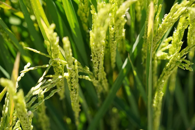Rice Extension | Connecting Rice Growers With Essential Information and ...