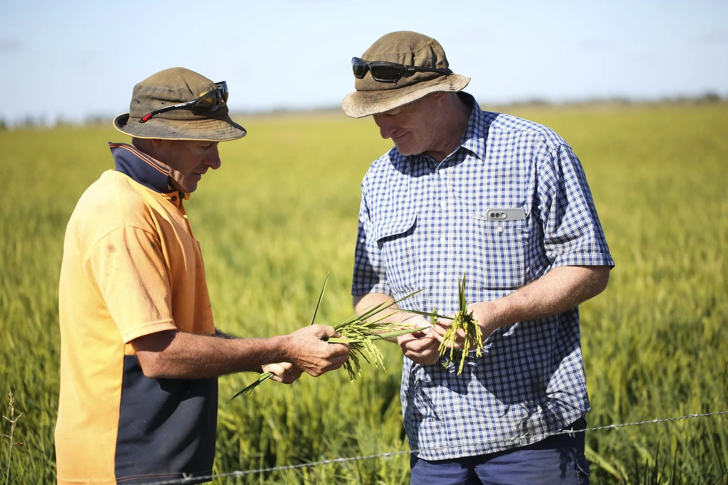 Two men in hats examining and discussing rice plants in a green field.