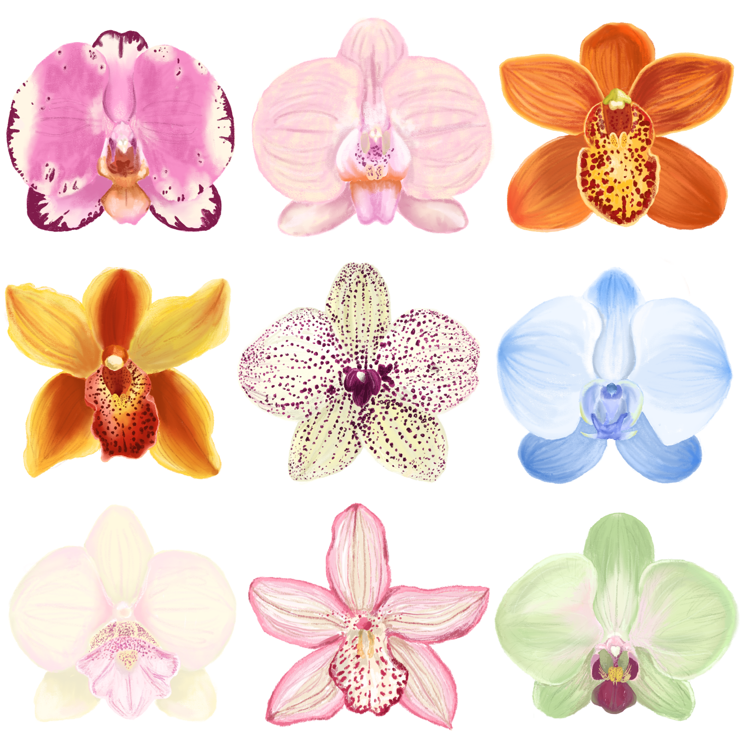 orchids.png
