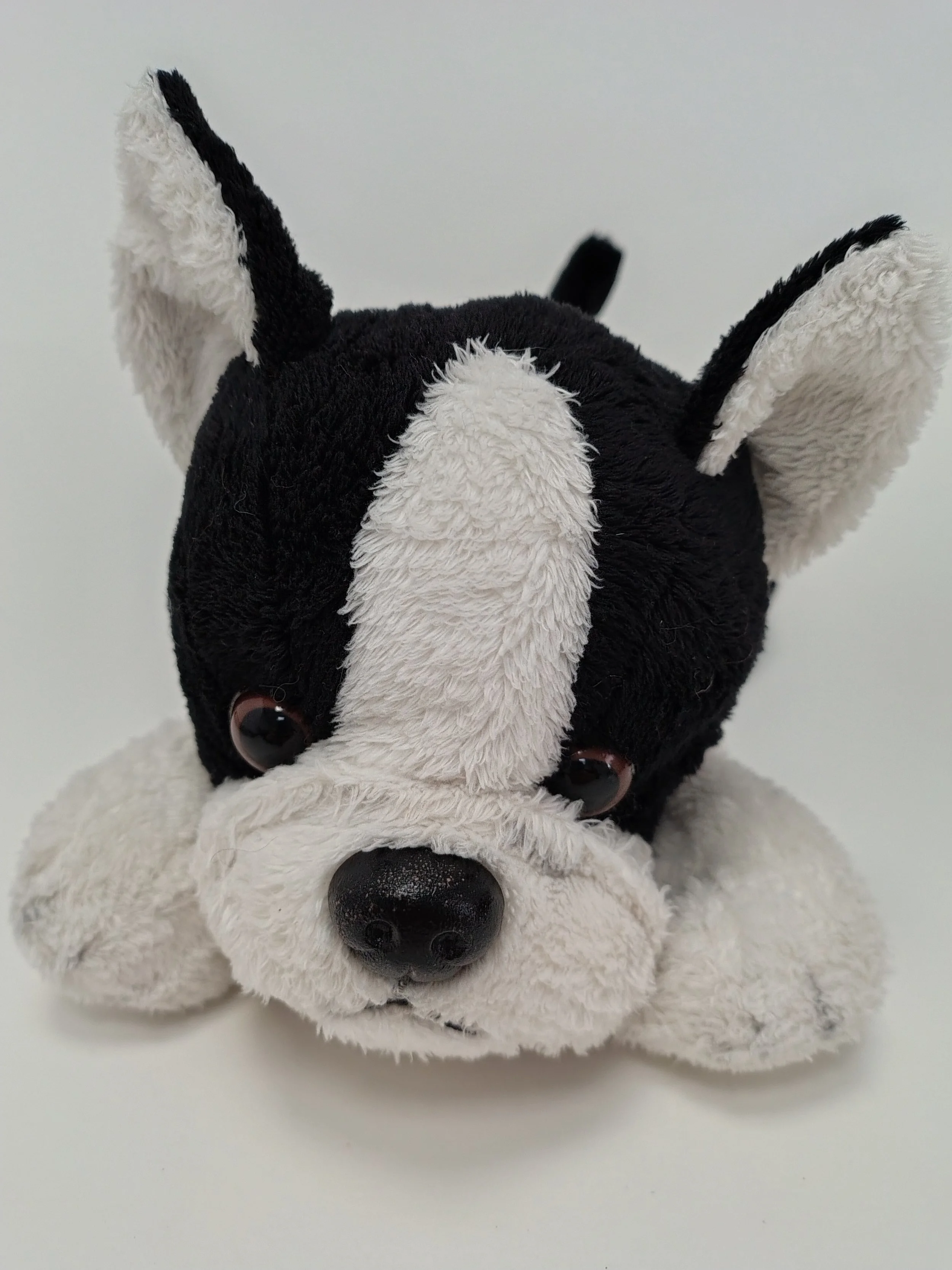 Norman the French Bulldog