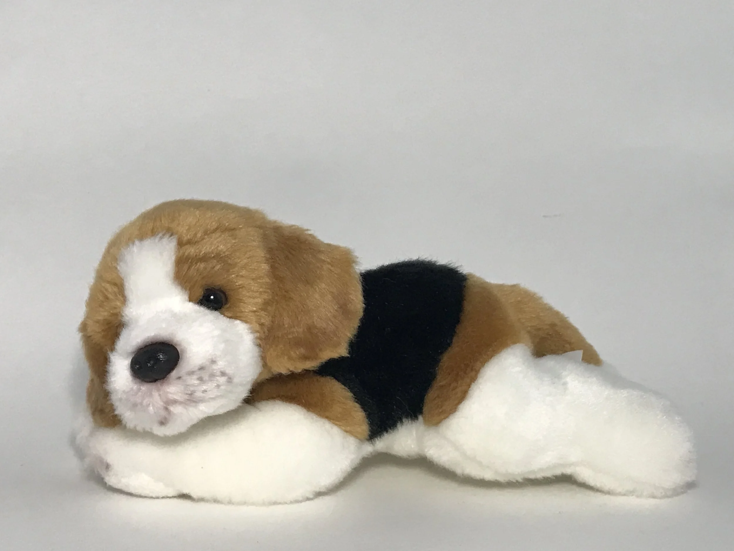 Arthur the Beagle Puppy