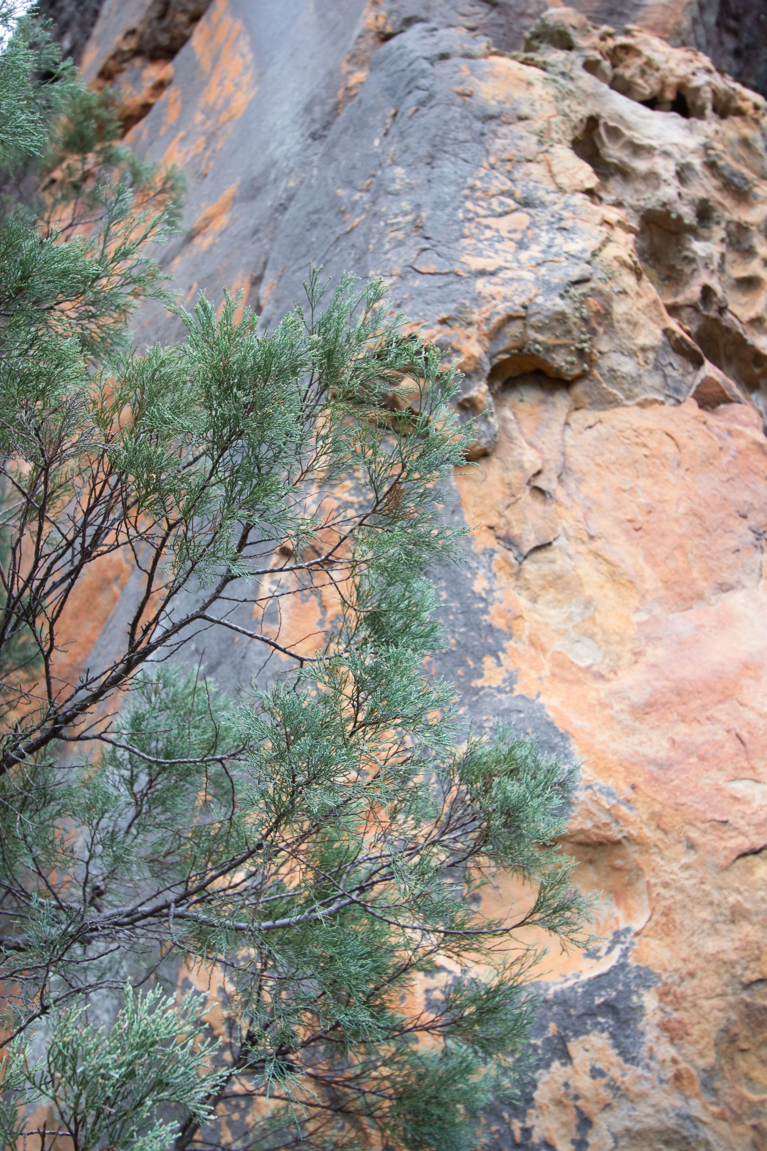 Green shrubbery in the foreground with a large rocky cliff face in the background.