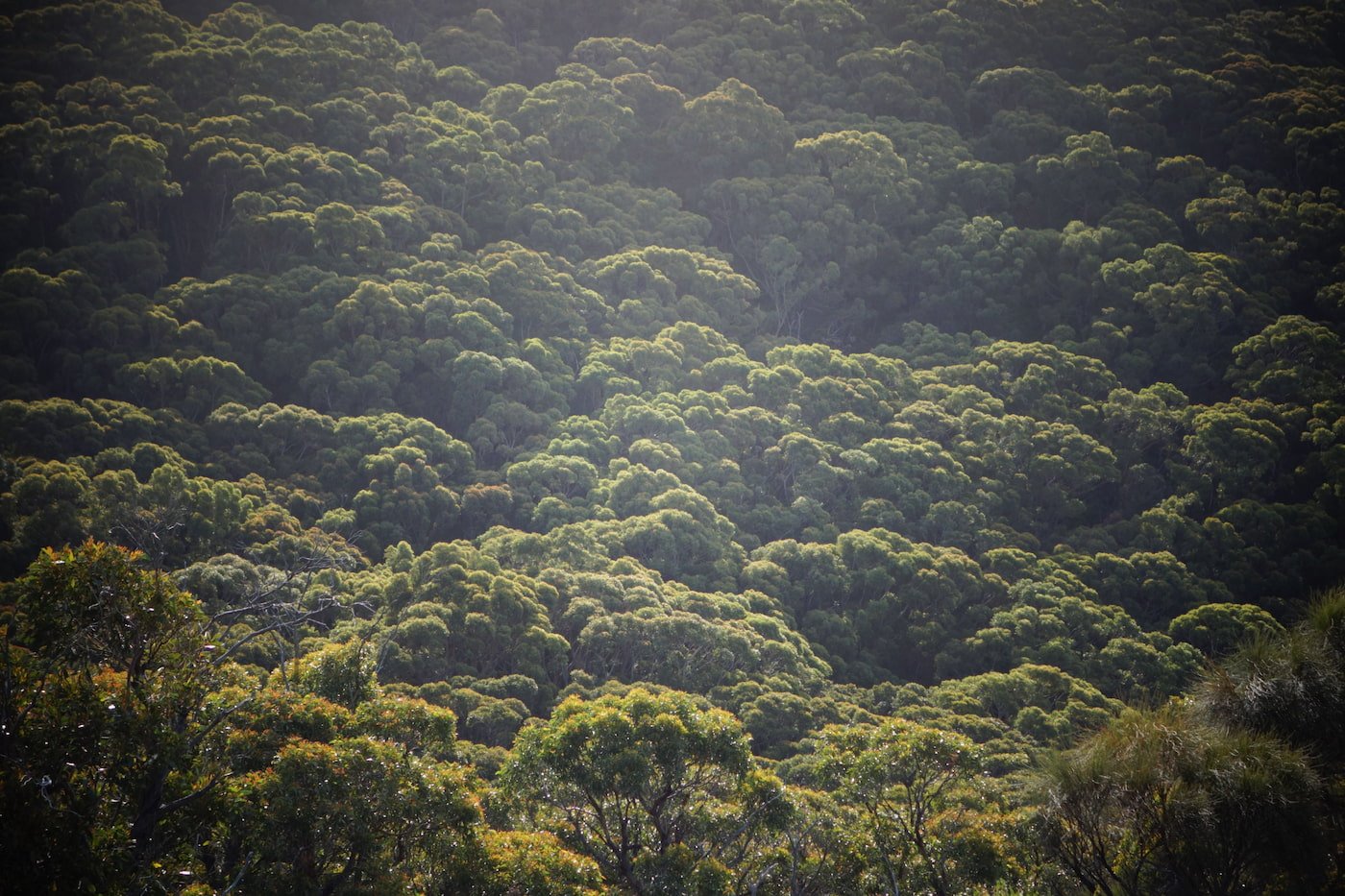 A dense forest of green trees on a hillside, with sunlight casting a glow over the canopy.