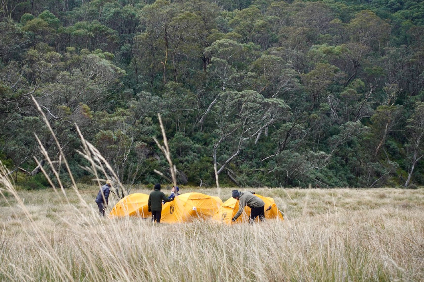 Group of people setting up yellow tents in a grassy field with a forested hillside in the background.