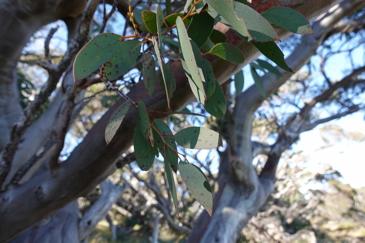 Close-up of green leaves with red spots on a tree branch, with a blurred background of tree branches and sky.
