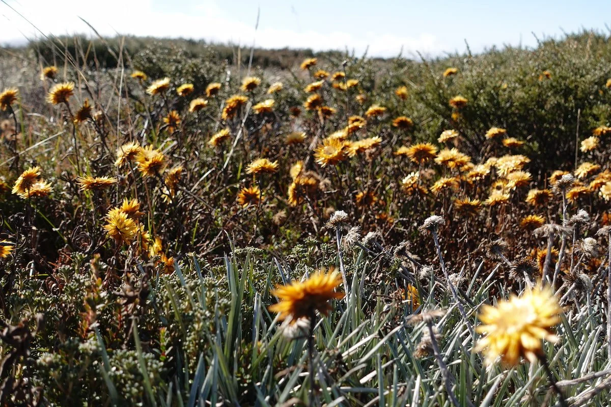 A field of yellow wildflowers, with some plants in focus and others blurred, under a partly cloudy sky.