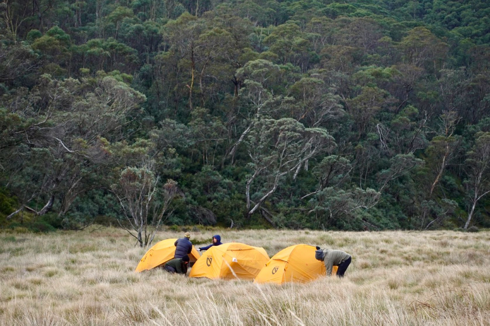 A group of people setting up yellow tents in a grassy field with a dense forest in the background.