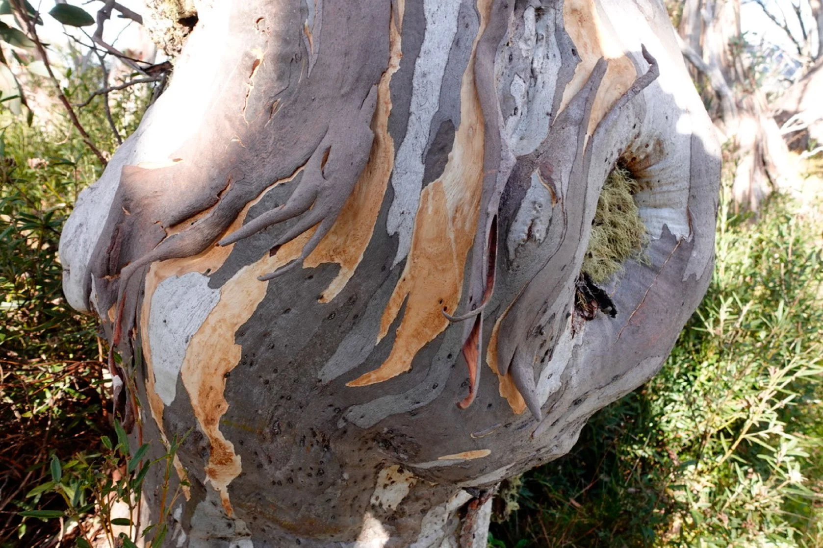Close-up view of a eucalyptus tree trunk with multicolored, peeling bark in shades of gray, beige, and brown, surrounded by green foliage.