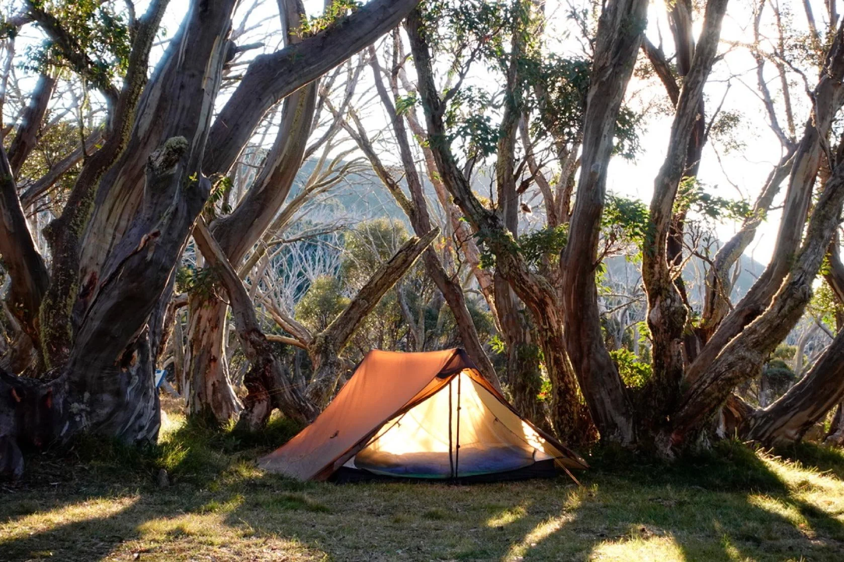 A camping tent is set up in a forest with large, twisting trees, and sunlight filters through the branches.