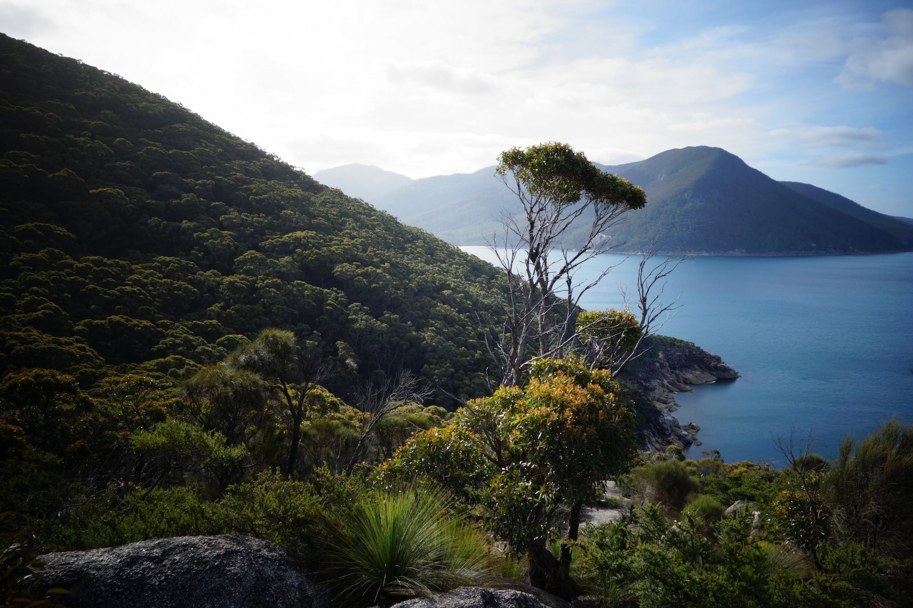 A scenic view of lush green mountains, a calm blue lake, and a partly cloudy sky, with a single tall tree in the foreground.