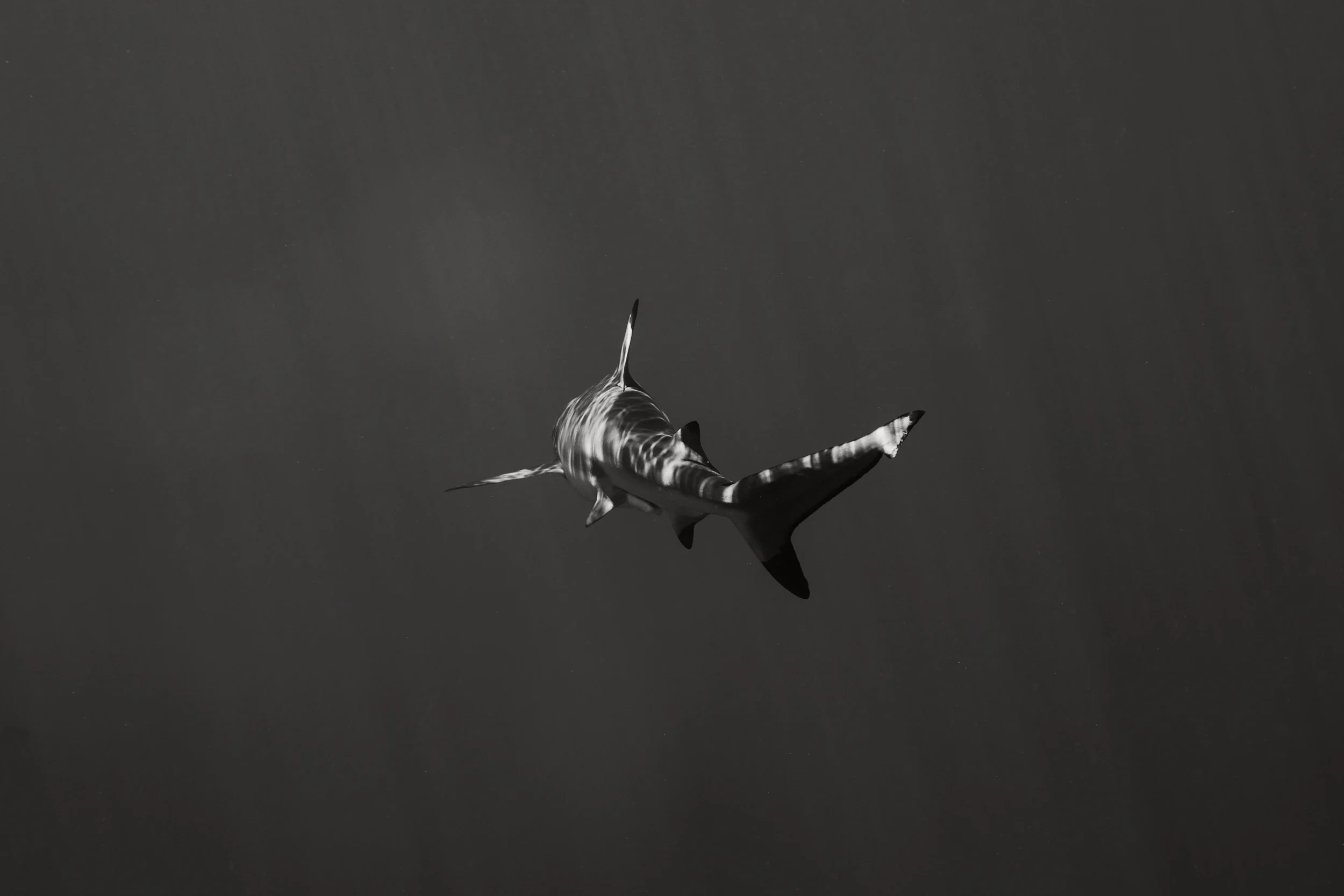 REIDIMAGERY©1Q3A8117 2.jpg