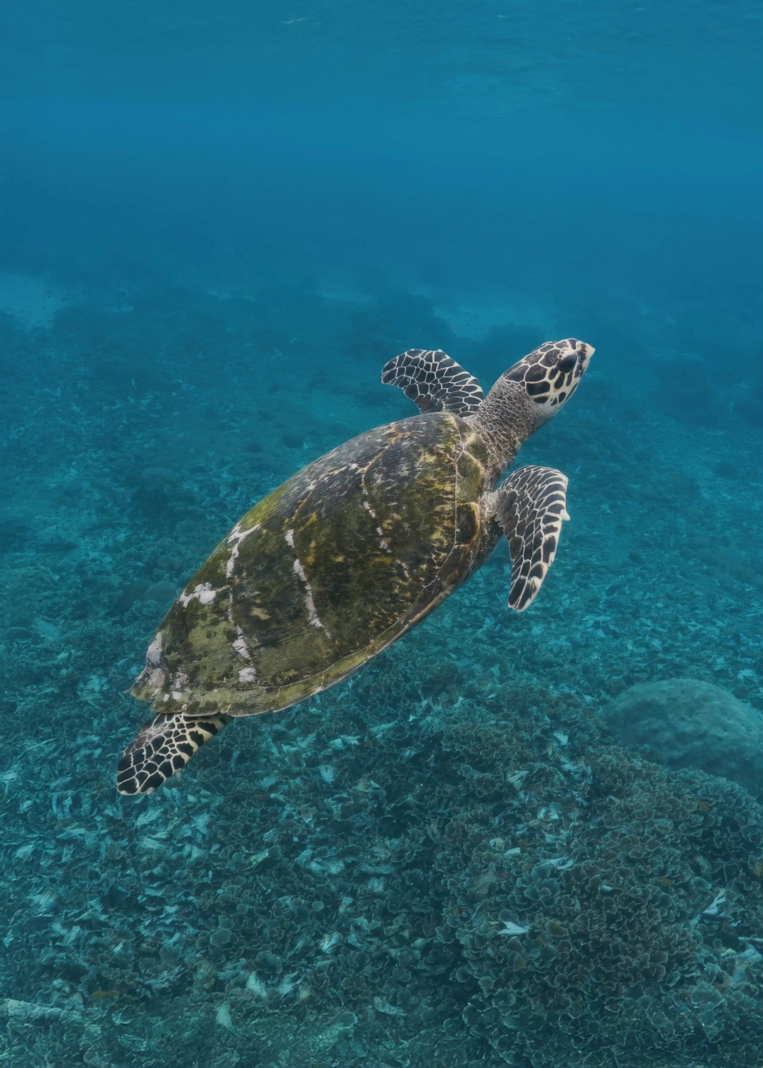 REIDIMAGERY©1 1.jpg