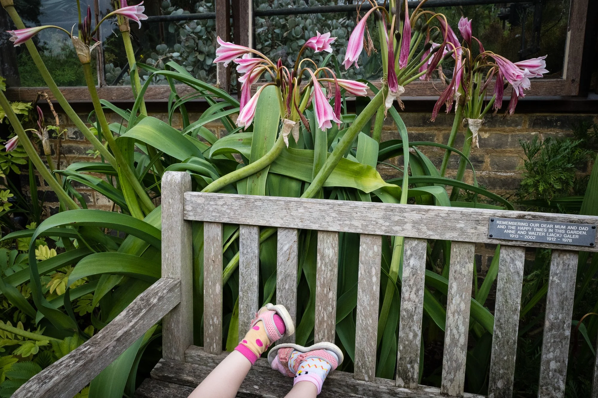 Child's legs and feet with pink and polka dot socks, wearing pink and white shoes, resting on a weathered wooden garden bench, with large green leafy plants and pink lily flowers in the background.